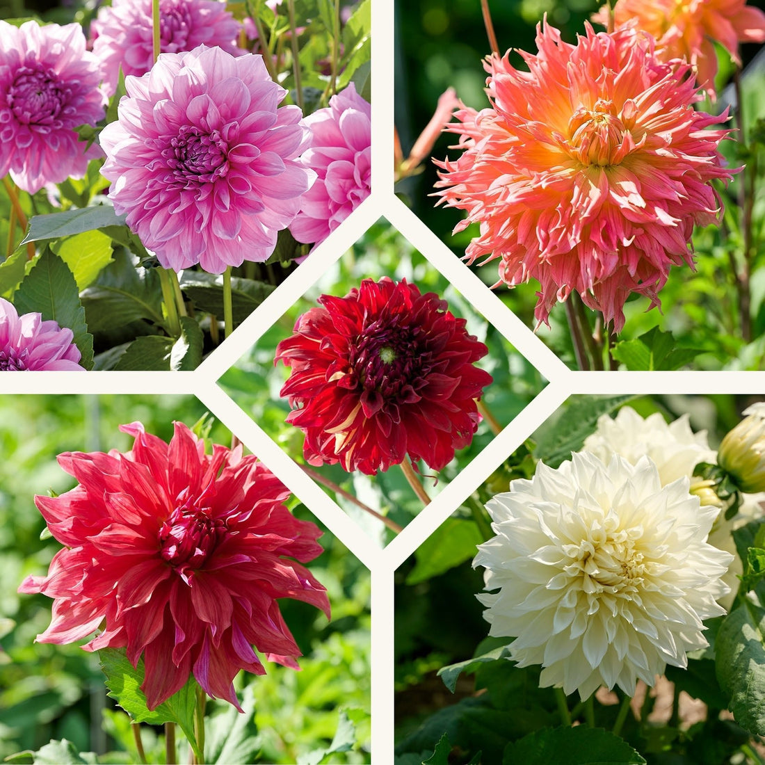 Dahlien mix 'Large flowering Mix'