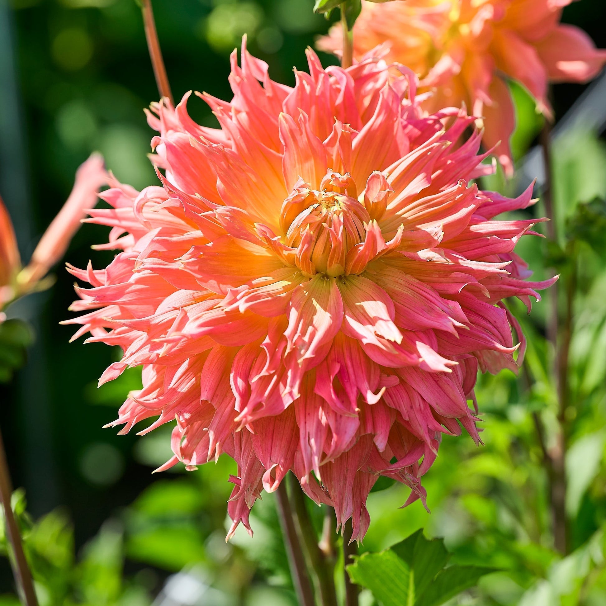 Dahlien mix 'Large flowering Mix'