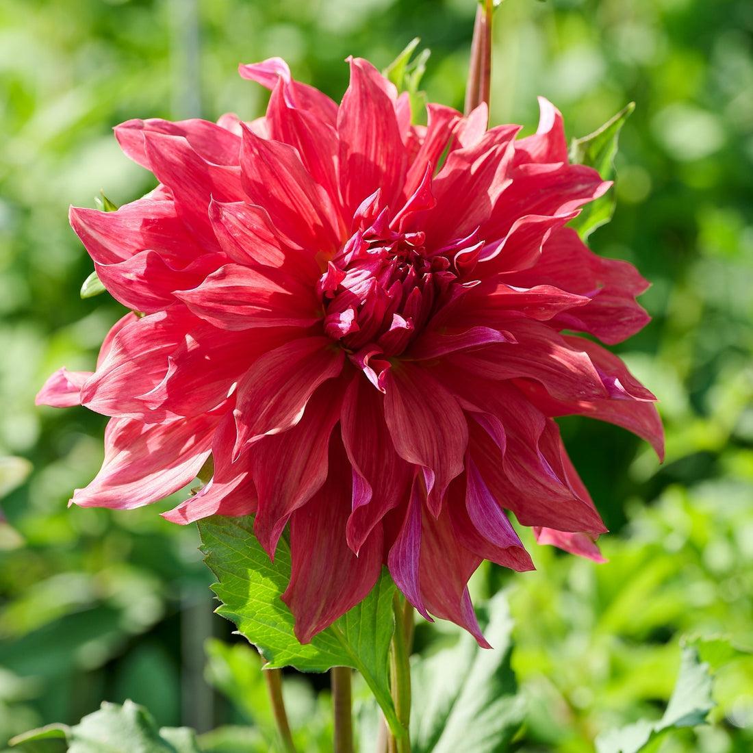 Dahlien mix 'Large flowering Mix'