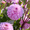 Dahlien mix 'Light purple mix'