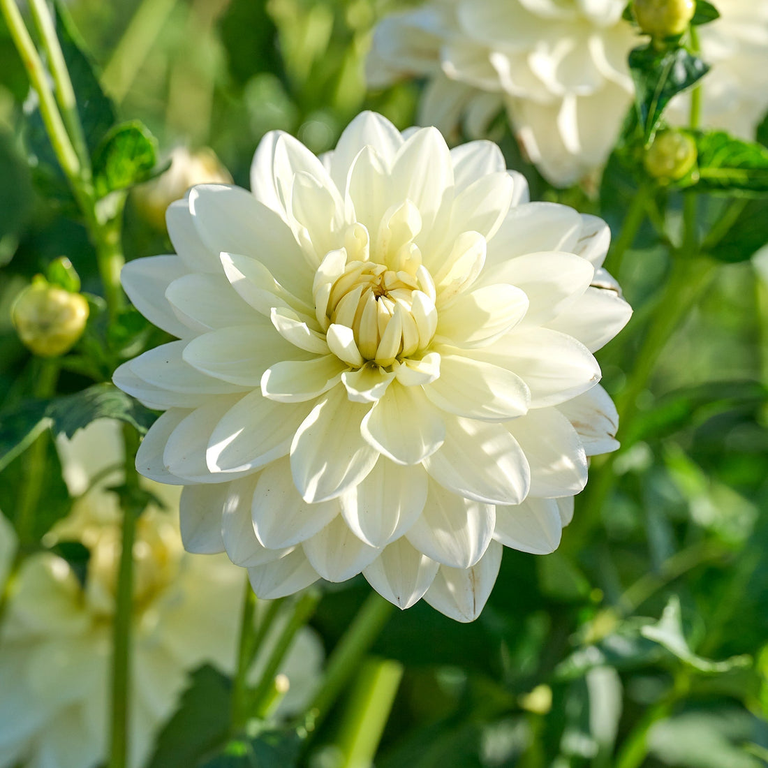 Dahlia mix 'Pastel deco Mix'