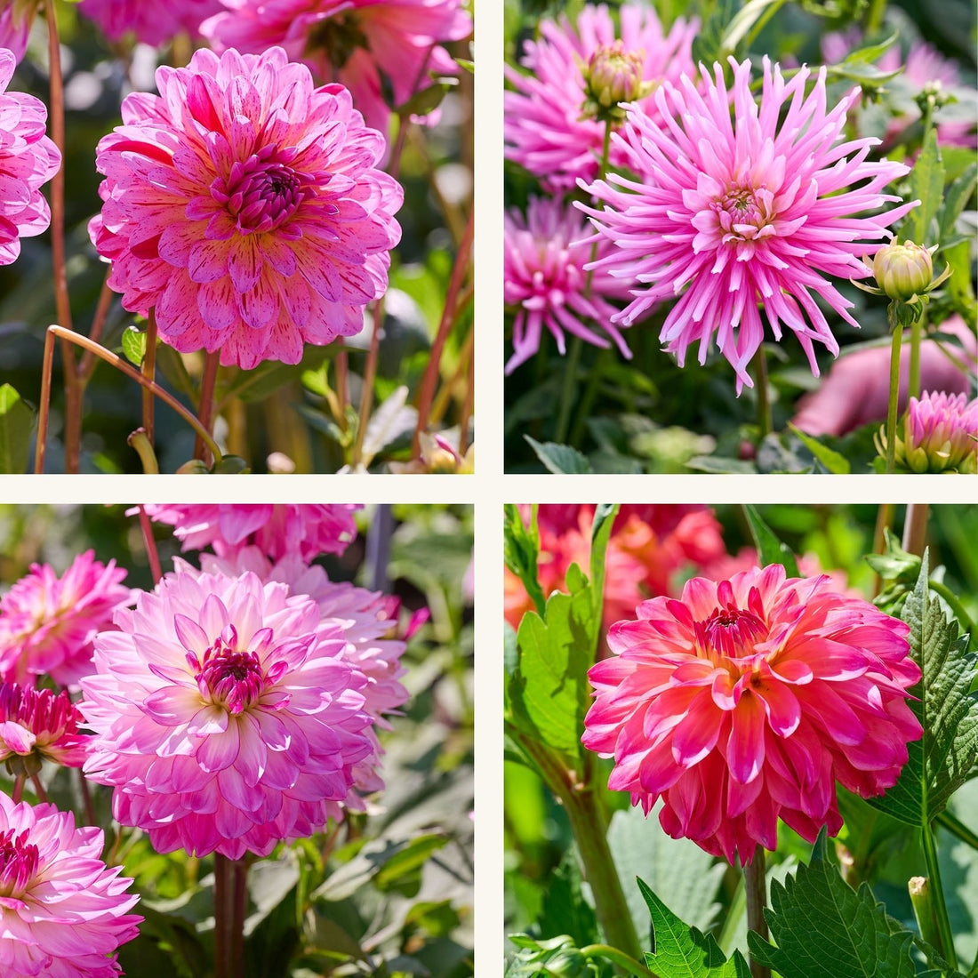 Dahlien mix 'Pink mix'