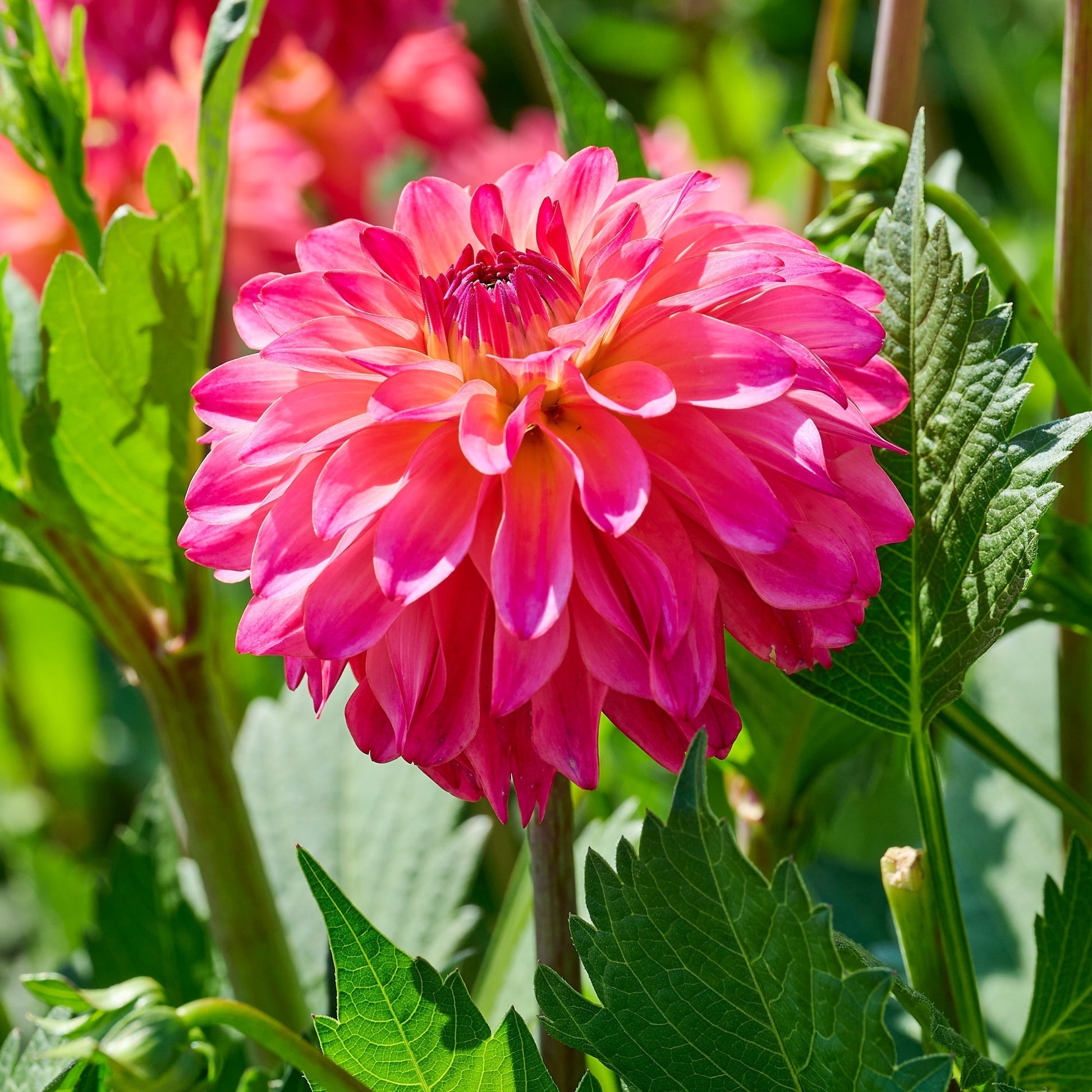 Dahlien mix 'Pink mix'