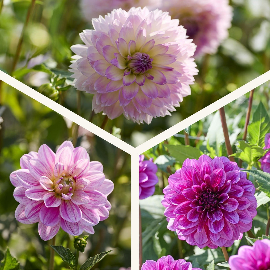 Dahlien mix 'Pink/Purple mix'