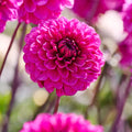 Dahlien mix 'Purple mix'
