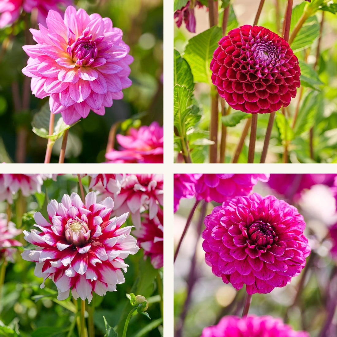 Dahlien mix 'Purple mix'