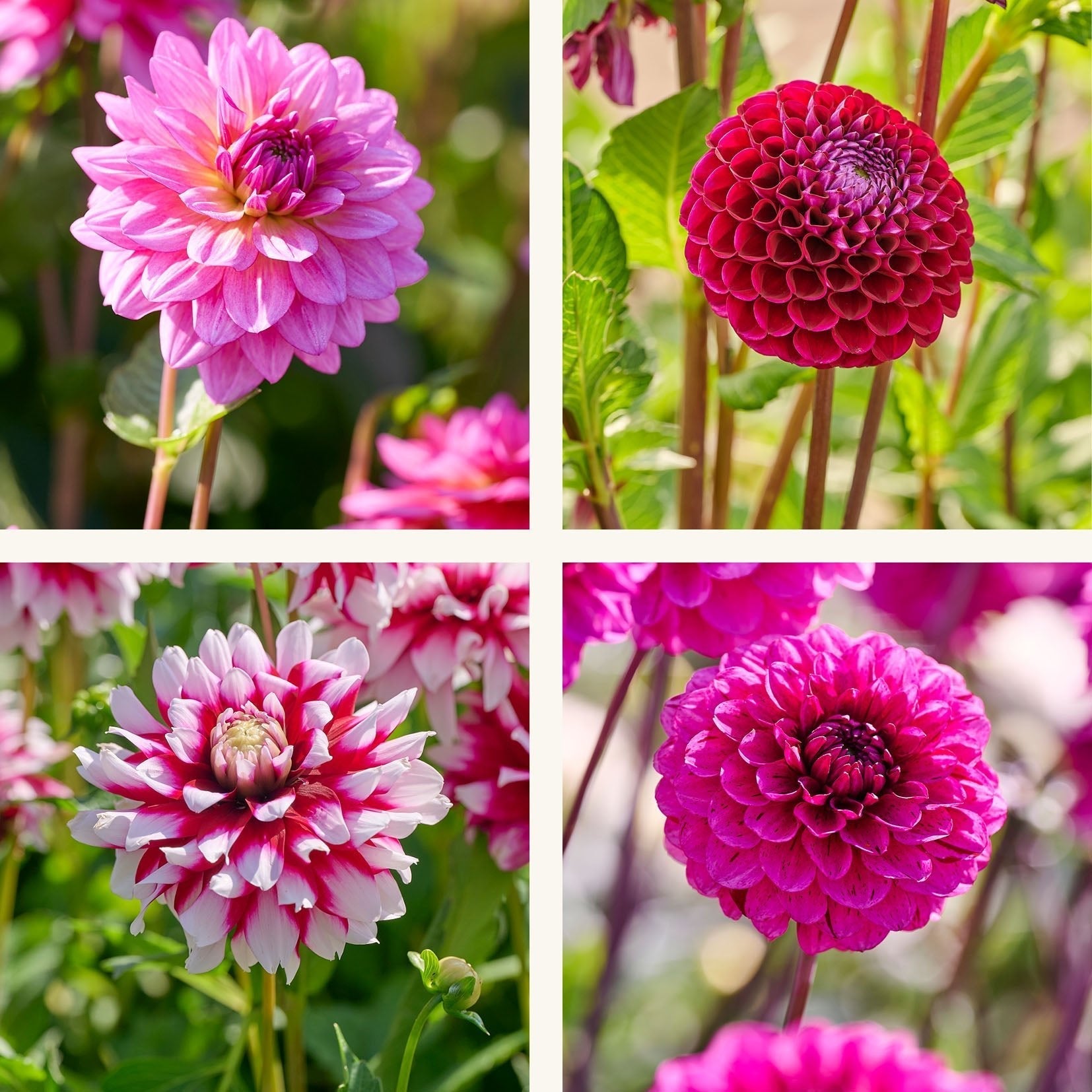Dahlien mix 'Purple mix'