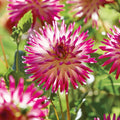 Dahlien mix 'Soft pink mix'