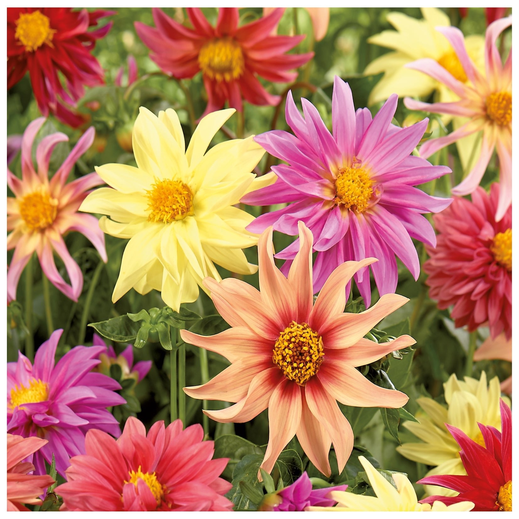 Dahlien mix 'Starlight mix'