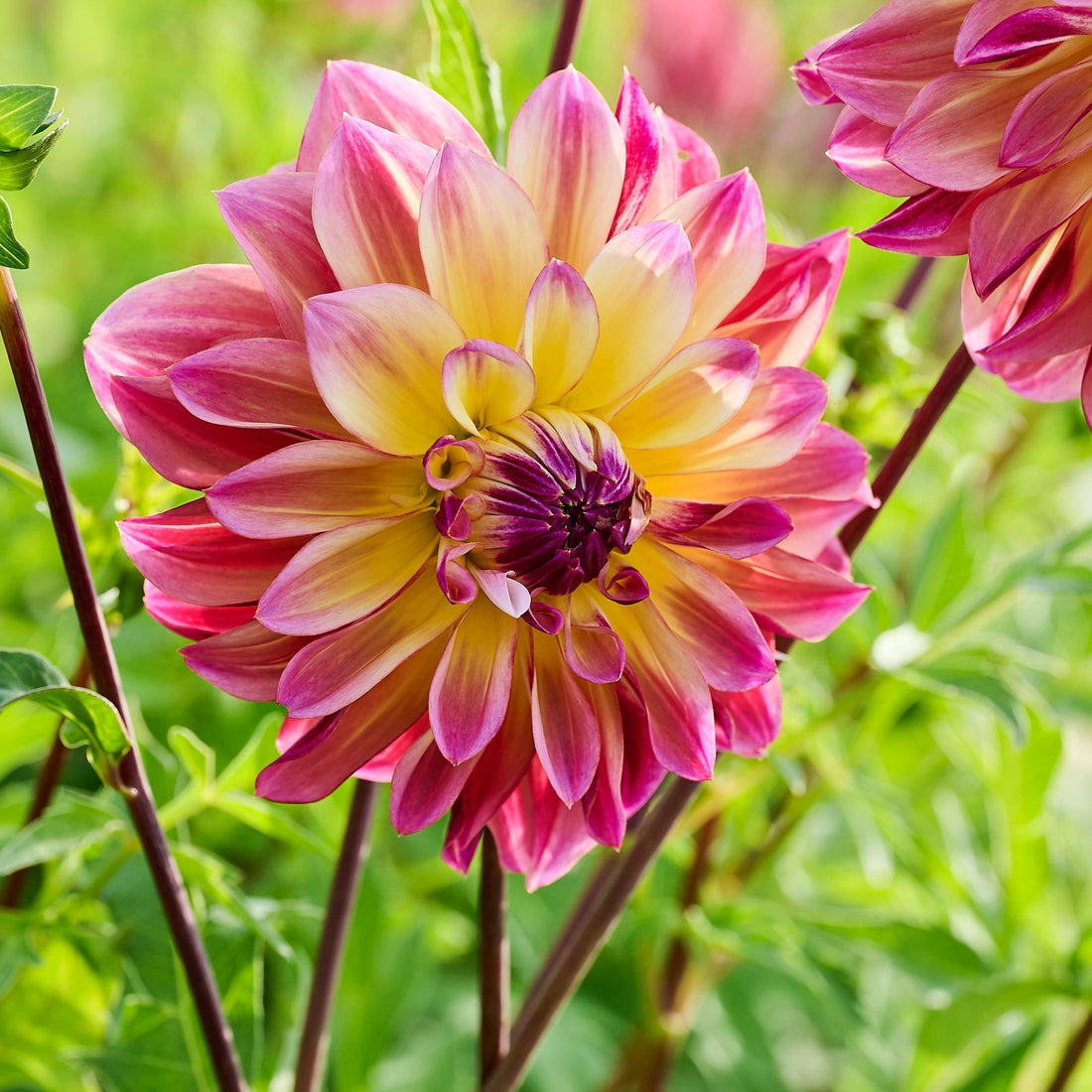 Dahlia mix 'Summer mix'