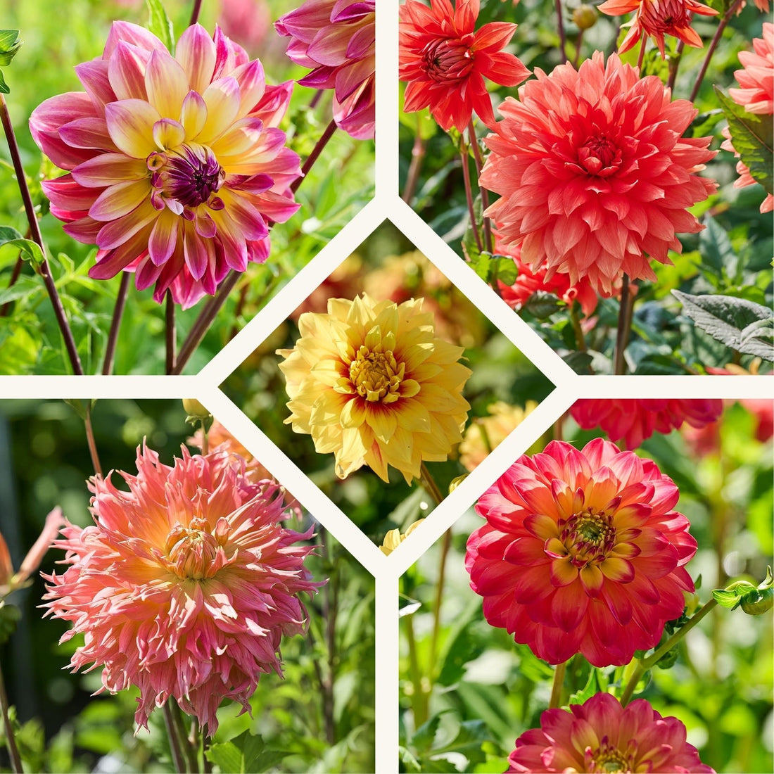 Dahlien mix 'Summer mix'