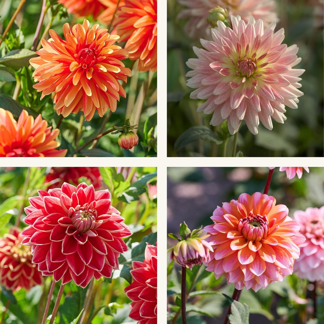 Dahlien mix 'Sunny mix'