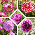 Dahlien mix 'Touch of white'
