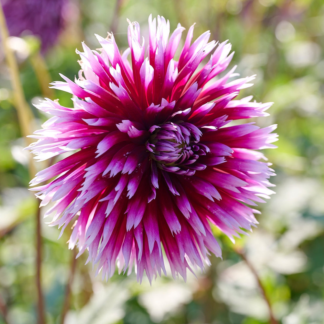 Dahlia mix 'Touch of white'