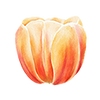 Tulpen