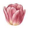 Tulpen