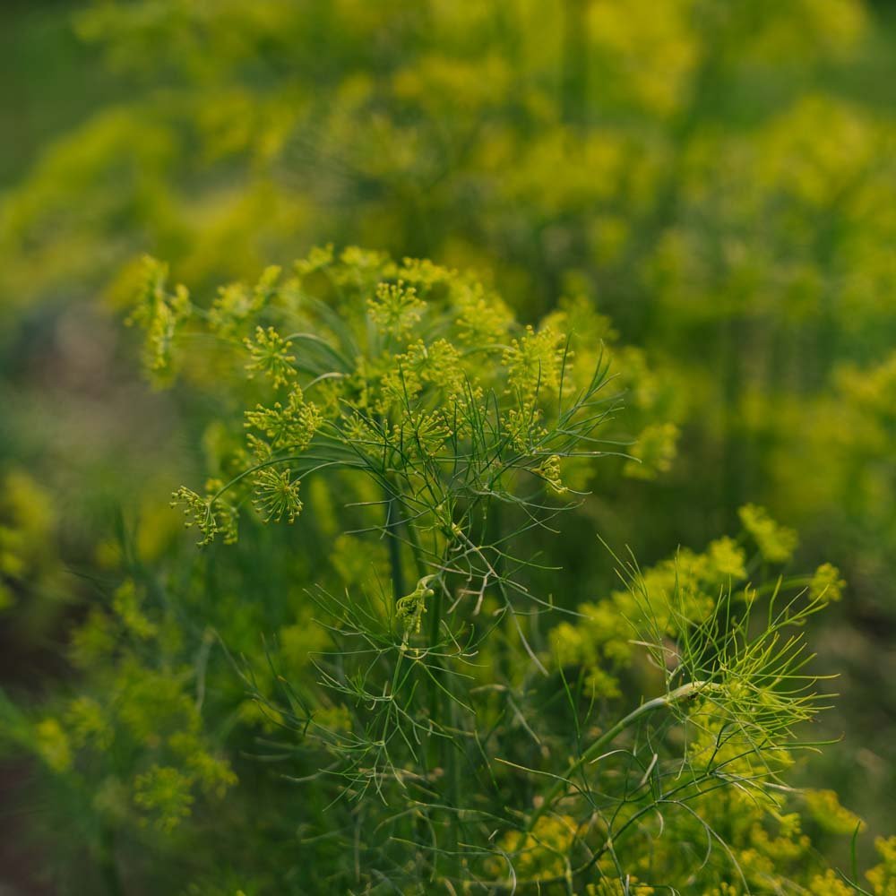 Dillsamen - 300 Biosamen