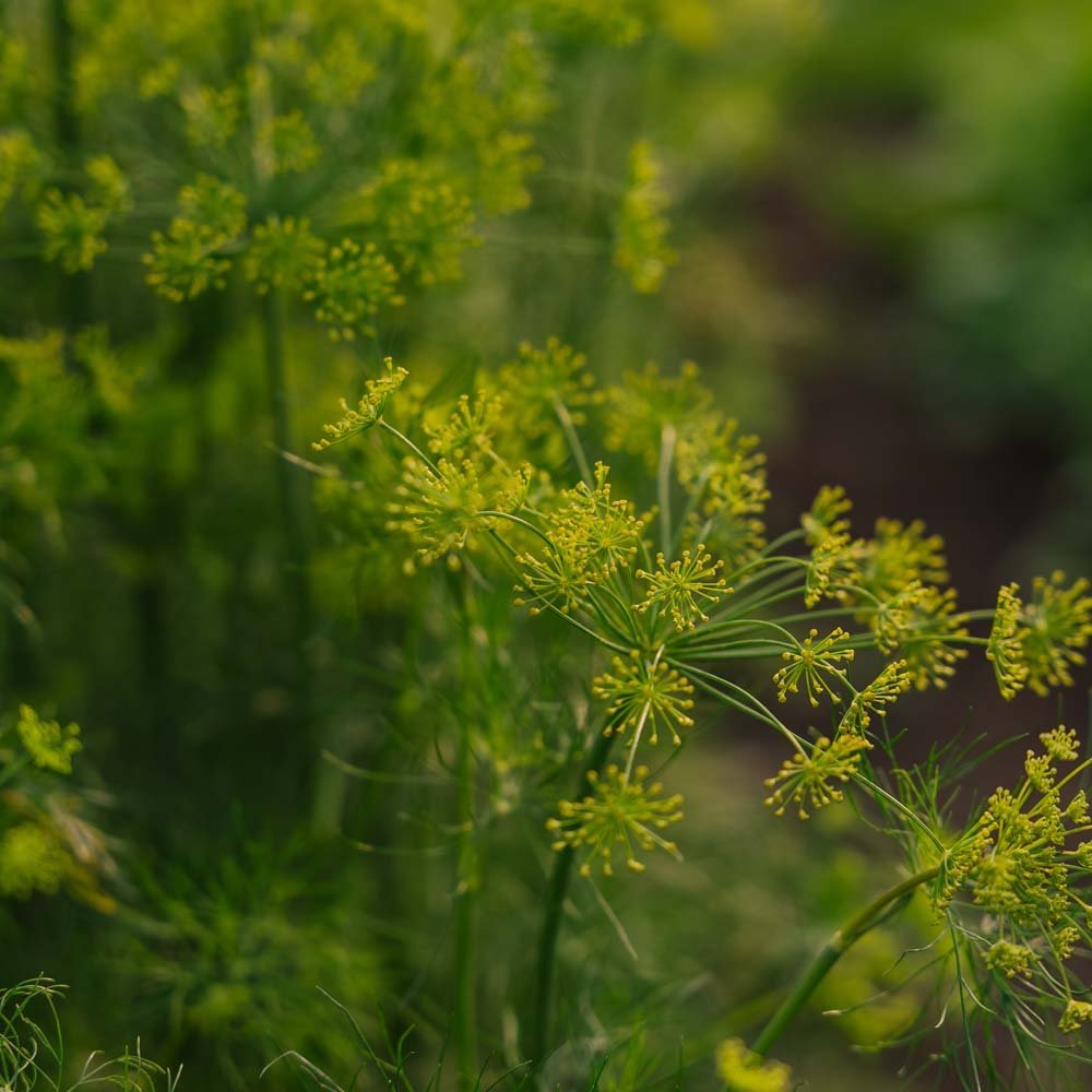 Dillsamen - 300 Biosamen