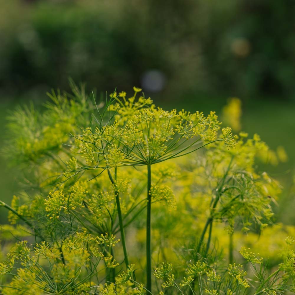 Dillsamen - 300 Biosamen