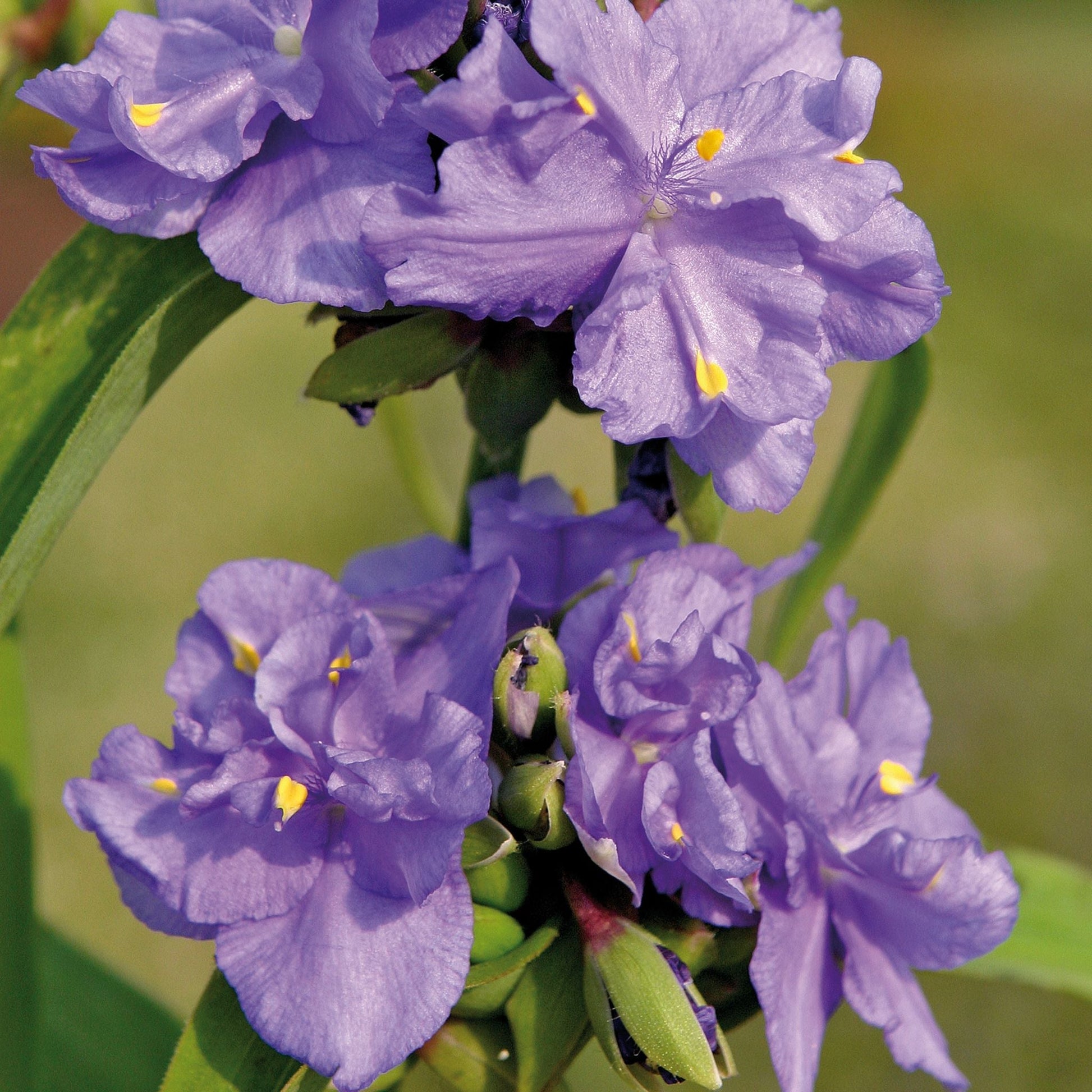 Dreimasterblume, Tradescantia 'Zwanenburg Blue'
