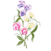 Blumensamen
