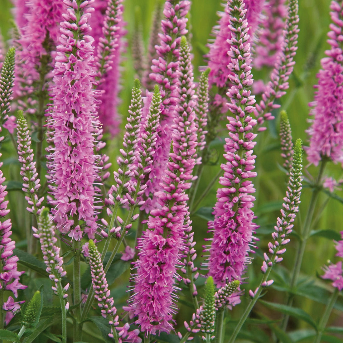 Ehrenpreis, Veronica 'Heidekind'