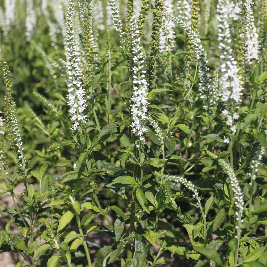 Ehrenpreis, Veronica 'Schneeriesin'