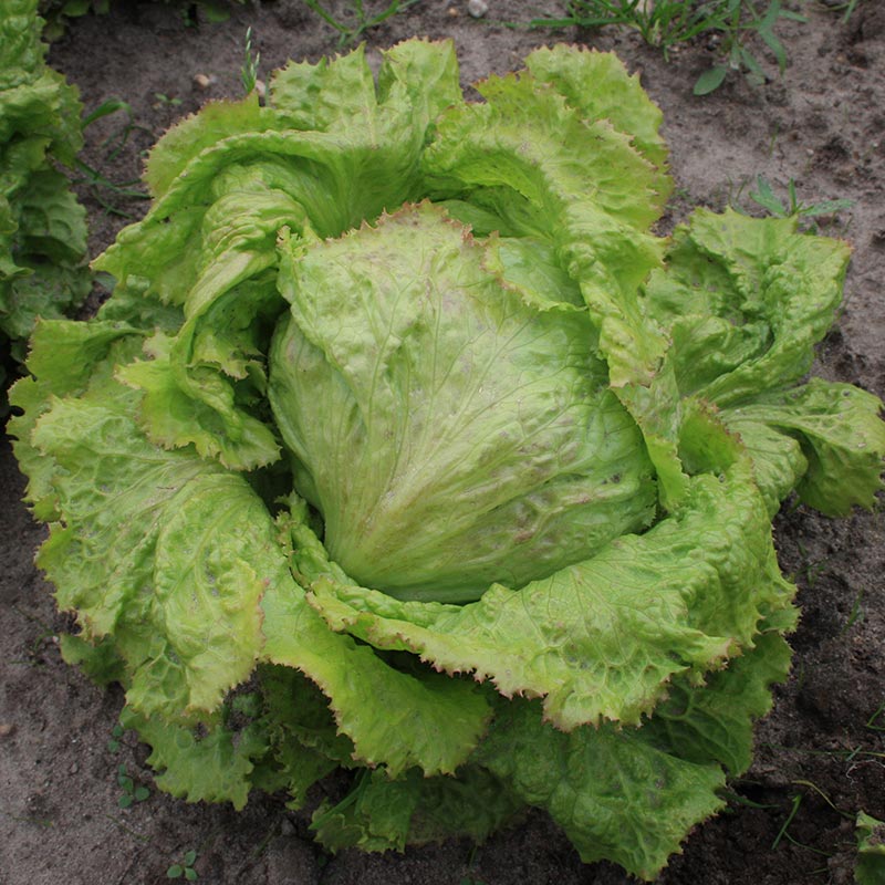 Eisbergsalat Samen 'Grazer Krauthauptel 2' - 200 Biosamen