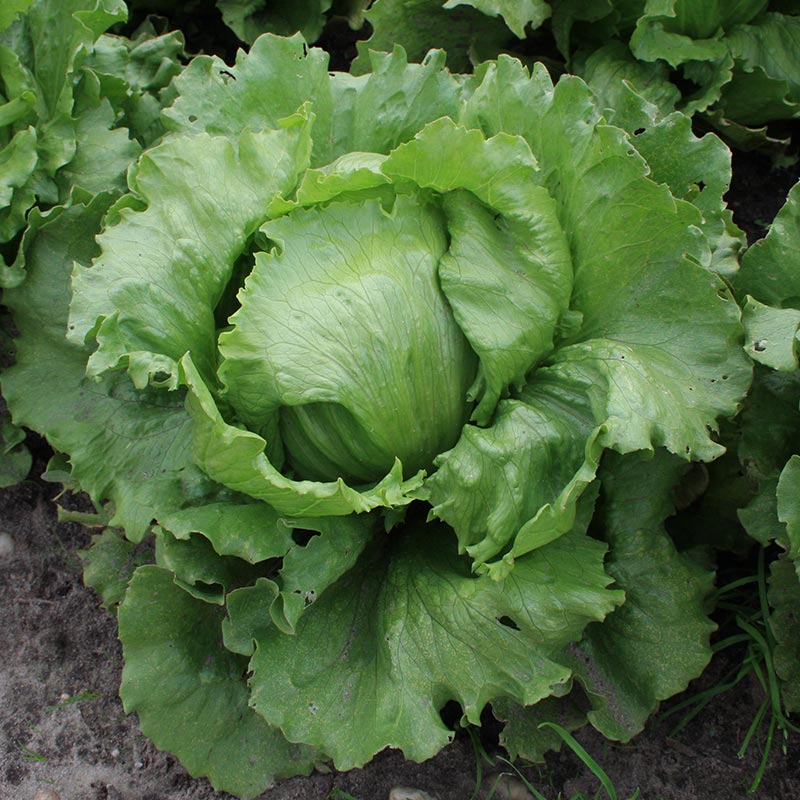 Eisbergsalat Samen 'Saladin' - 200 Biosamen