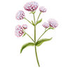 Blumensamen