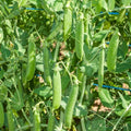 Erbsen Samen 'Ambassador' - 50 Biosamen