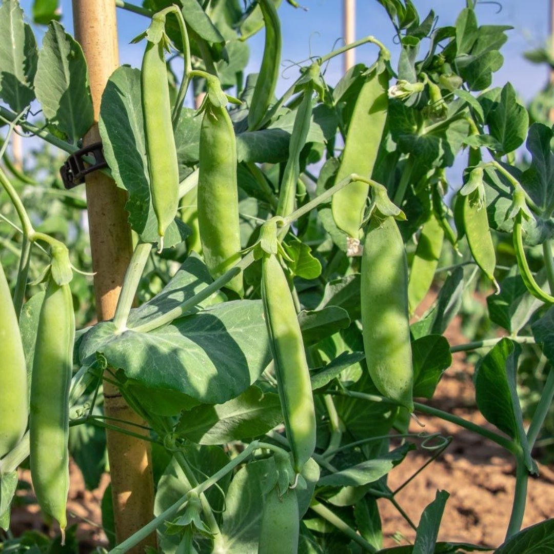 Erbsen Samen 'Kleine Rheinländerin' - 50 Biosamen