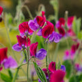 Erbsenblume Samen 'Sweet Pea' - 30 Biosamen