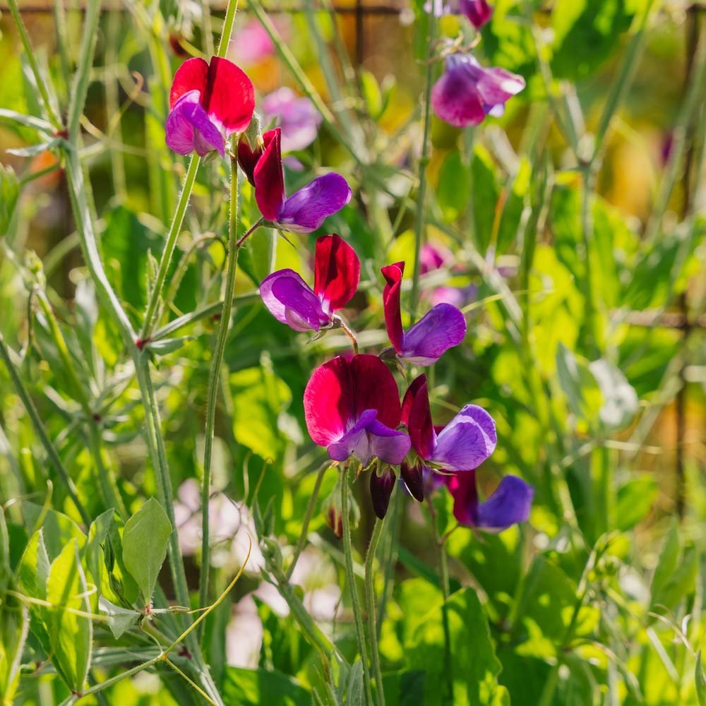 Erbsenblume Samen 'Sweet Pea' - 30 Biosamen