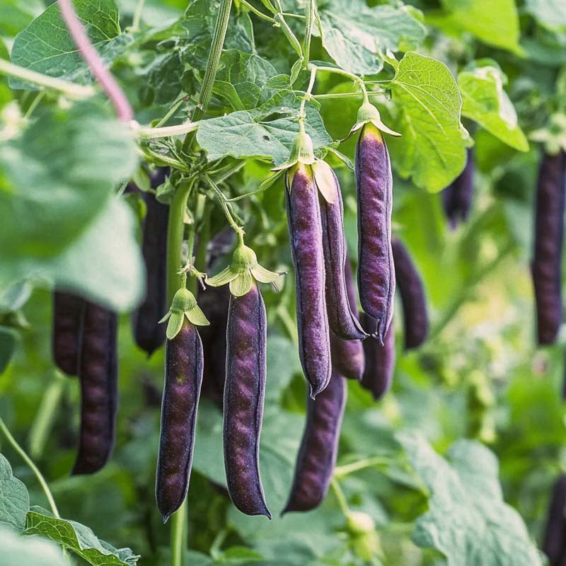 Erbsensamen 'Blauwschokker' - 50 Biosamen