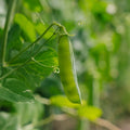 Erbsensamen 'Eerste Vroege Mei' - 50 Biosamen