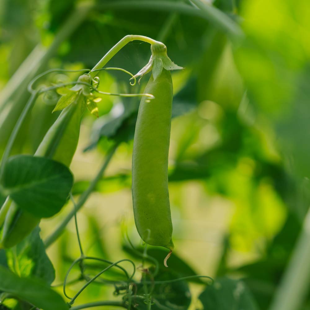 Erbsensamen 'Eerste Vroege Mei' - 50 Biosamen