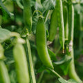 Erbsensamen 'Kelvedon Wonder' - 50 Biosamen
