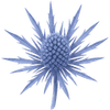 Mannstreu Stängel / Eryngium