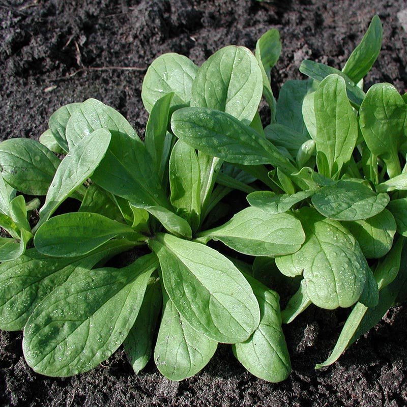 Feldsalat Samen 'Grote Noordhollandse' - 200 Biosamen