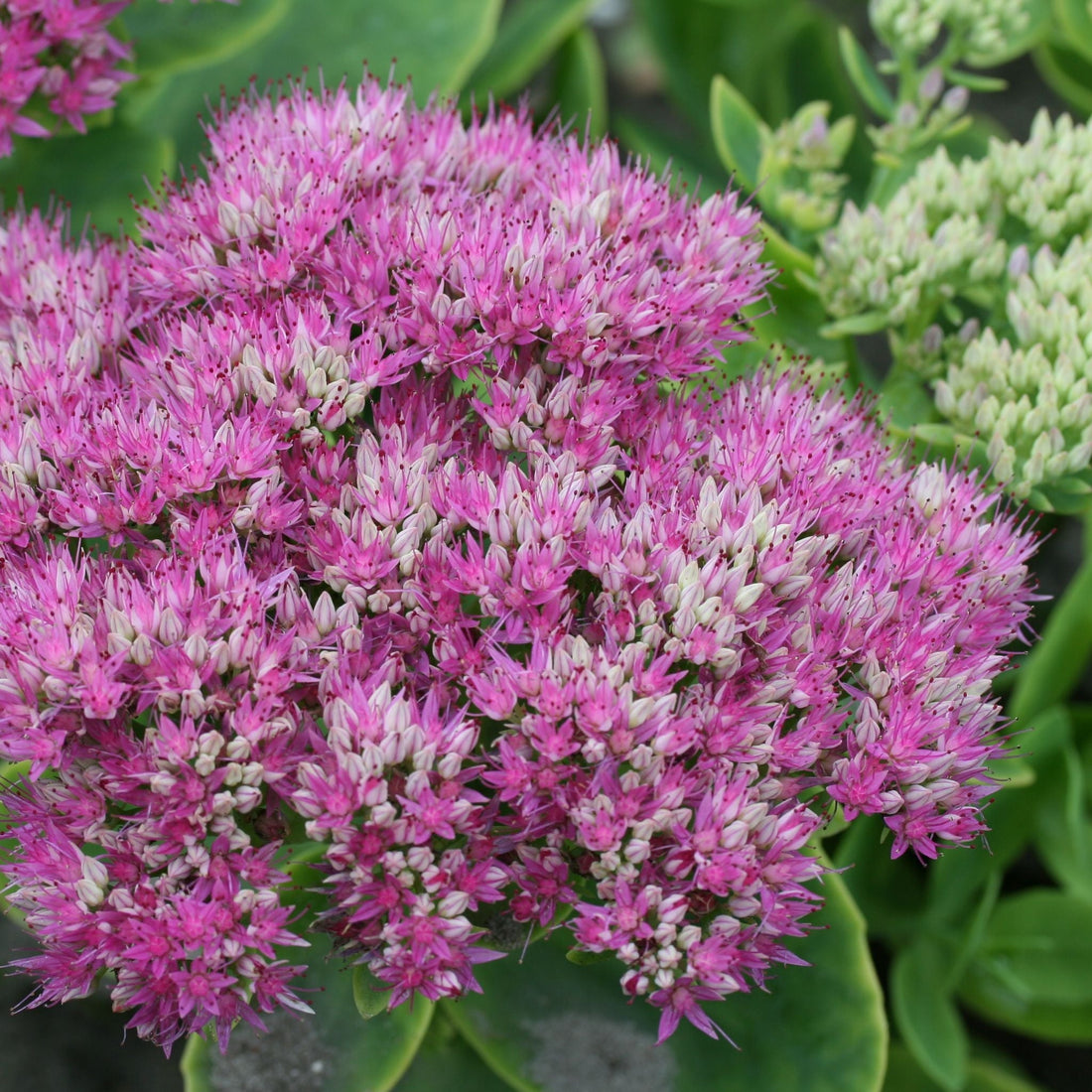 Fetthenne, Sedum 'Brillant'