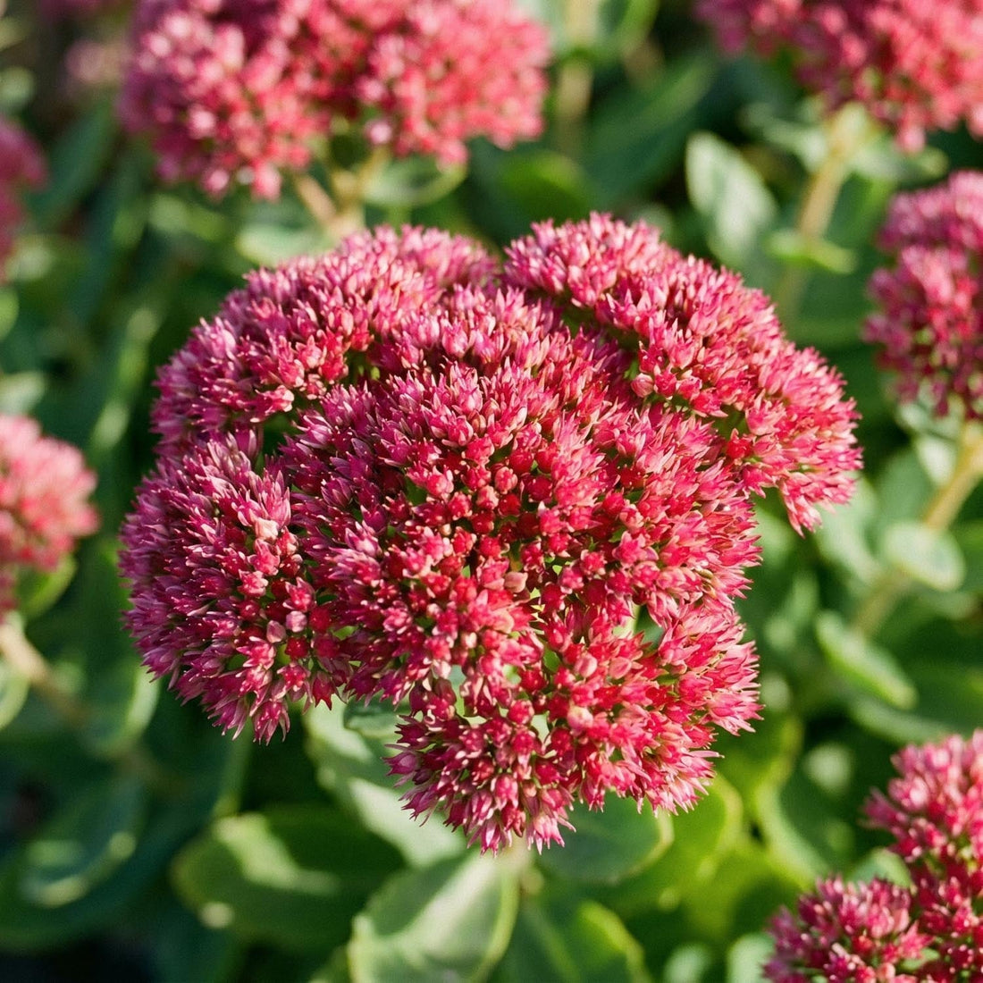 Fetthenne, Sedum 'Herbstfreude'