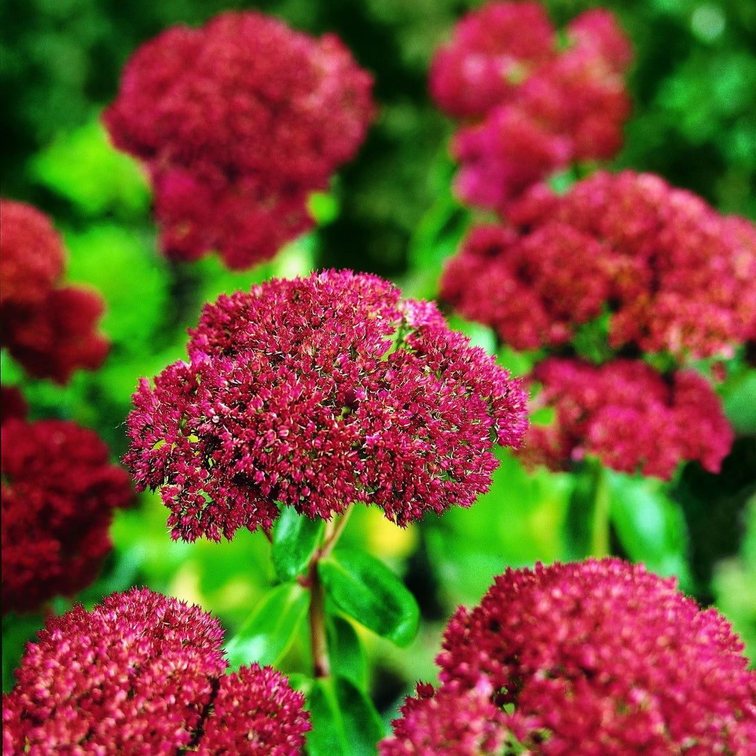 Fetthenne, Sedum 'Herbstfreude'