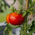Fleischtomaten Samen 'Marmande' - 30 Biosamen