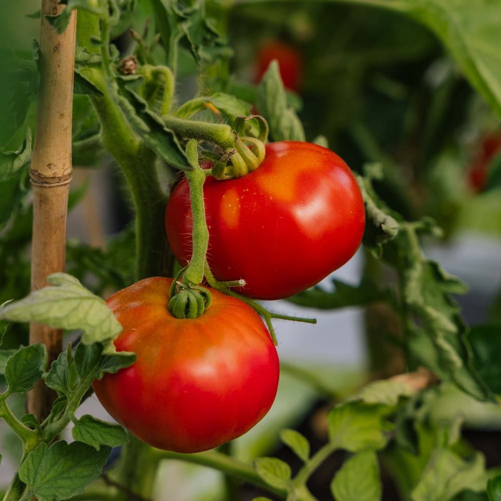 Fleischtomaten Samen 'Marmande' - 30 Biosamen