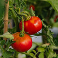 Fleischtomaten Samen 'Marmande' - 30 Biosamen