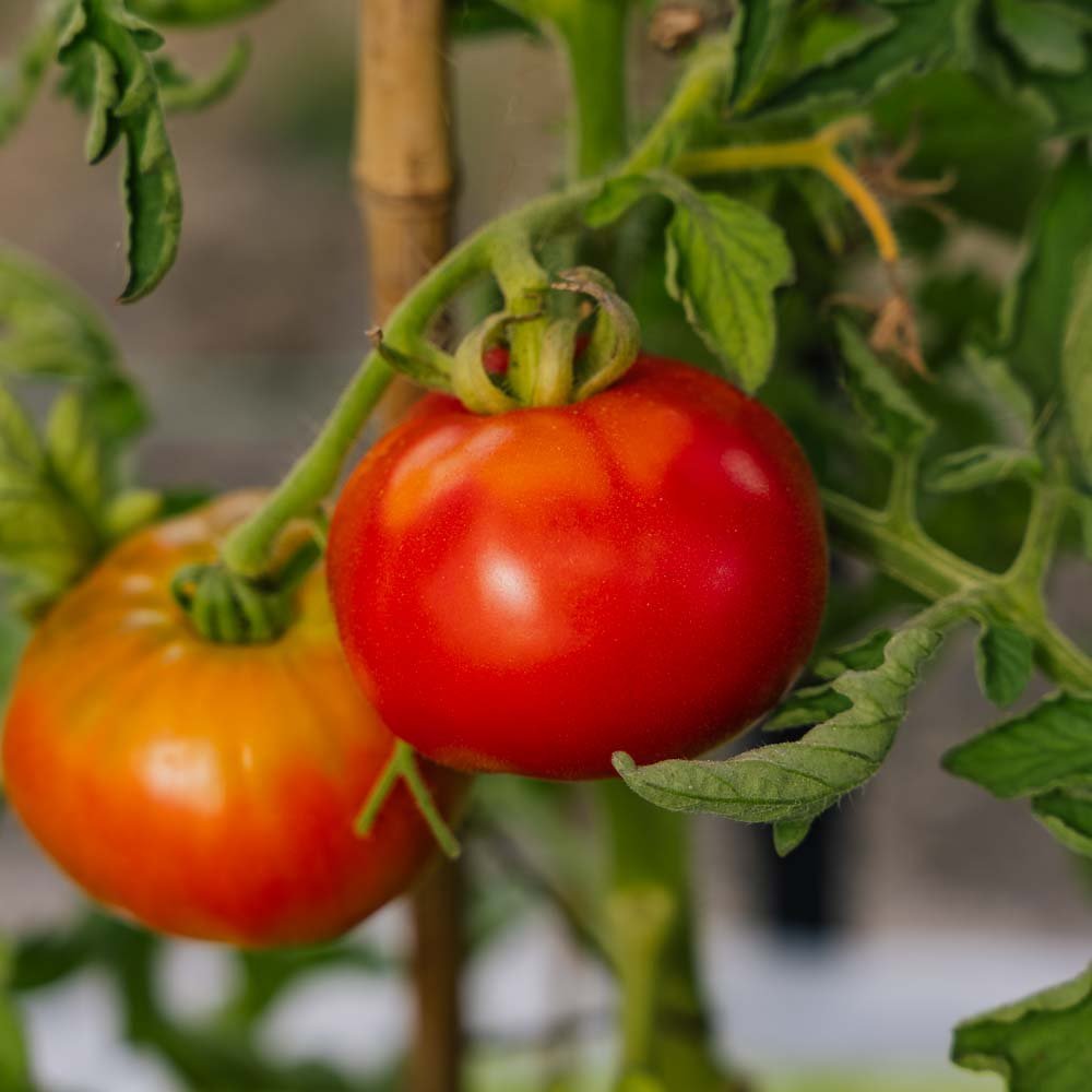 Fleischtomaten Samen 'Marmande' - 30 Biosamen