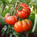 Fleischtomaten Samen 'Marmande' - 30 Biosamen