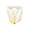 Tulpen