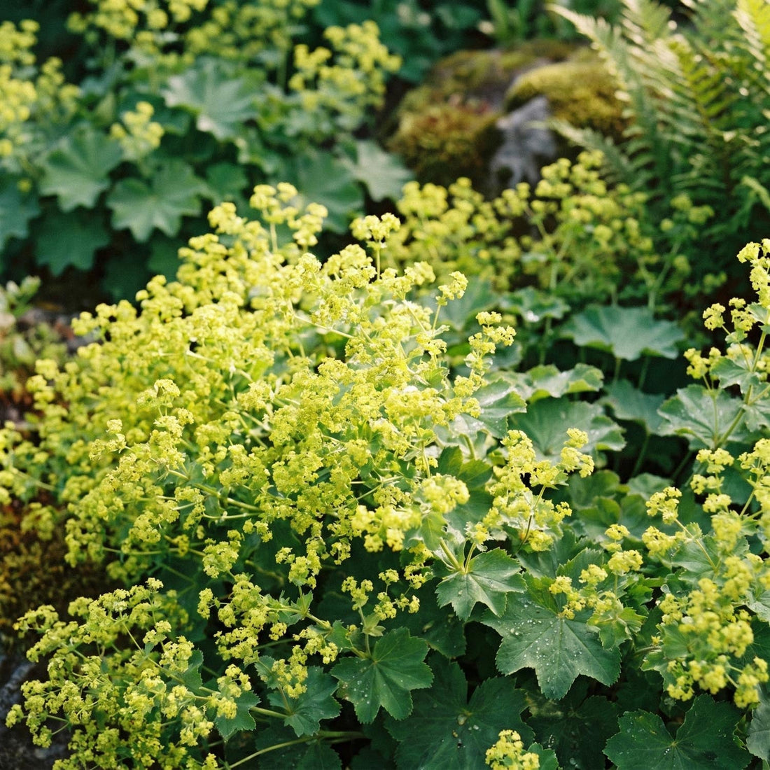 Frauenmantel, Alchemilla 'Robustica'